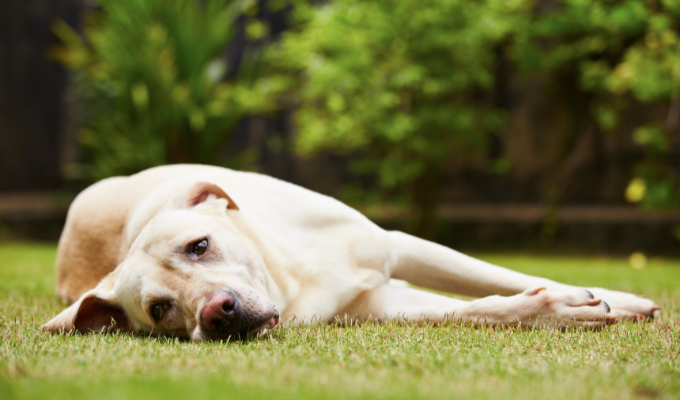 Nueva ley sueca pone reglas duras para dueños de mascotas