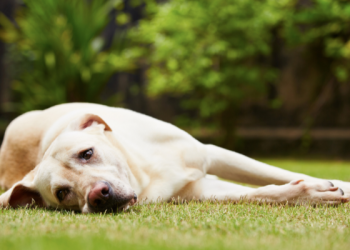 Nueva ley sueca pone reglas duras para dueños de mascotas