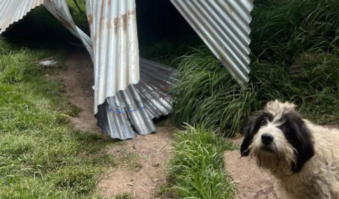 Torbellino arrasa refugio de perritos en Quito