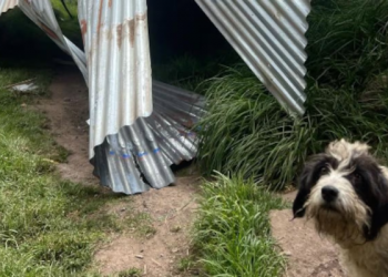 Torbellino arrasa refugio de perritos en Quito