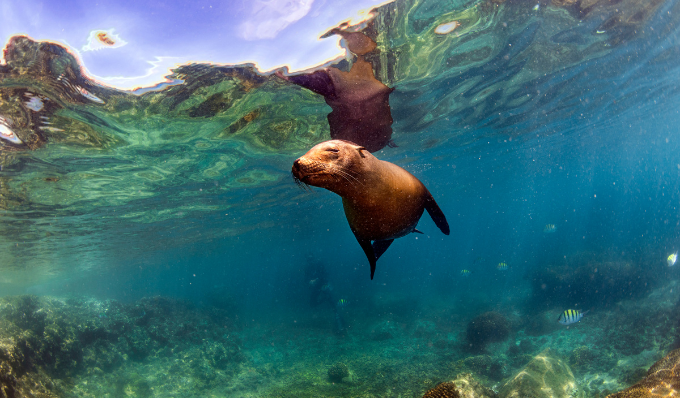 Galápagos rompe récord: 145 mil turistas en seis meses de 2025