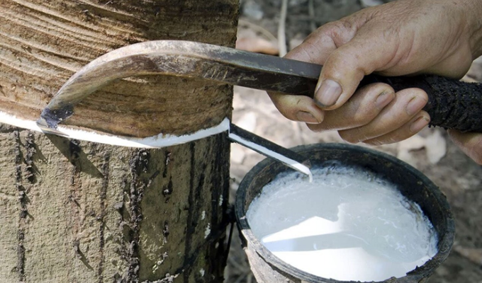 Dientes de León y Cáscaras de Arroz: Los Secretos del Nuevo Neumático