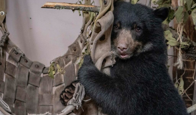 Sisa, la osita rescatada, tendrá un hogar en el Zoológico de Quito