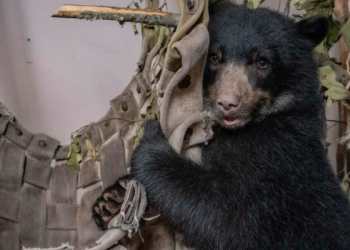 Sisa, la osita rescatada, tendrá un hogar en el Zoológico de Quito
