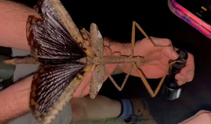 Terror en la selva: hallan insecto palo gigante de 40 centímetros