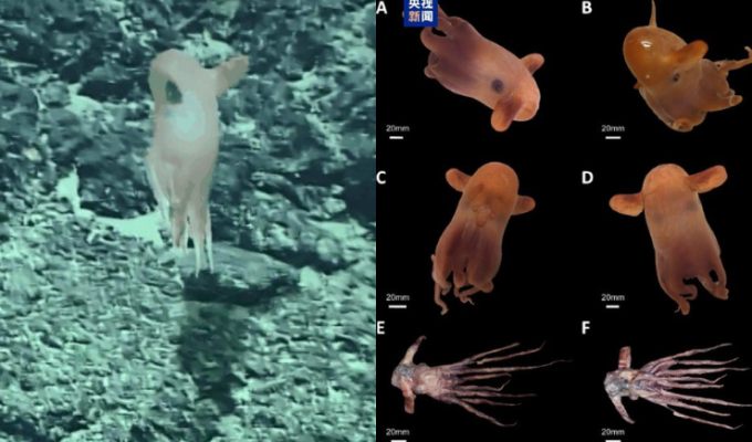 ¡Encuentran un pulpo extraño y gelatinoso en el fondo del Pacífico!