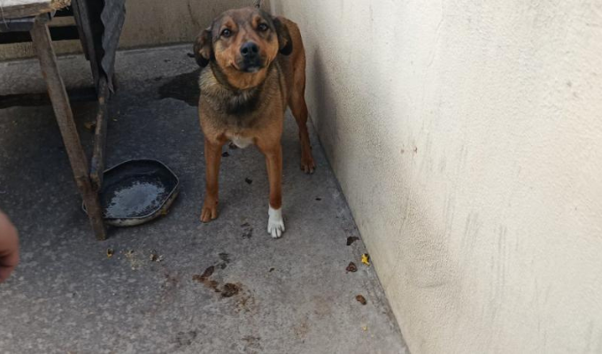Rescatan a perro encadenado y abandonado en Quito