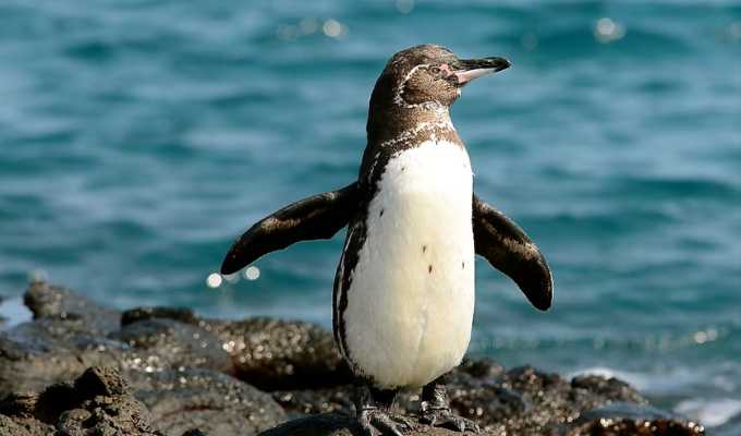 Pingüinos de Galápagos muestran resiliencia sorprendente tras 55 años