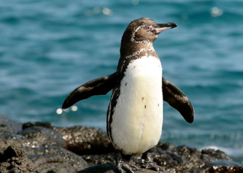 Pingüinos de Galápagos muestran resiliencia sorprendente tras 55 años