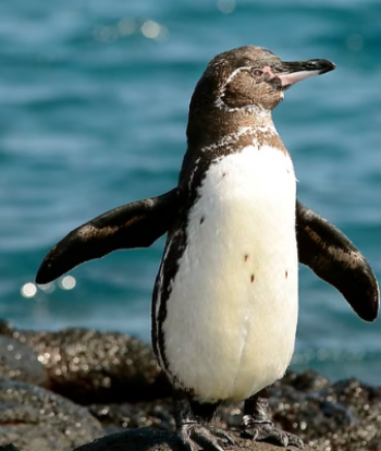 Pingüinos de Galápagos muestran resiliencia sorprendente tras 55 años