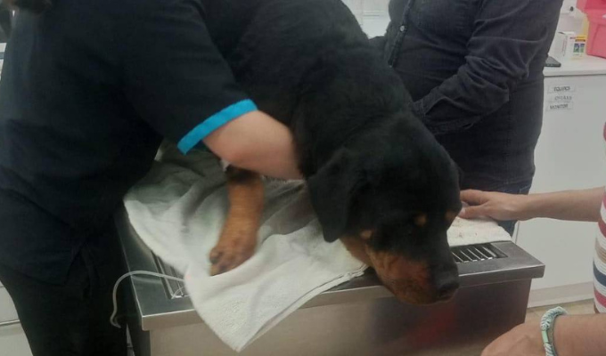¡Increíble! Kira, la Rottweiler Degollada, Lucha y Sobrevive en Quito