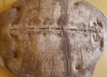 Syriemys lelunensis surgió en Siria, fósil de 50 millones de años
