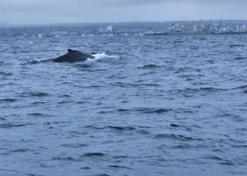 Pescadores de Manta salvan a ballena jorobada y su cría atrapadas
