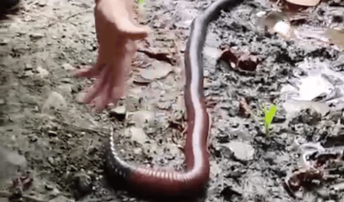 Hallan lombriz gigante de casi un metro en la Amazonía ecuatoriana
