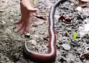 Hallan lombriz gigante de casi un metro en la Amazonía ecuatoriana