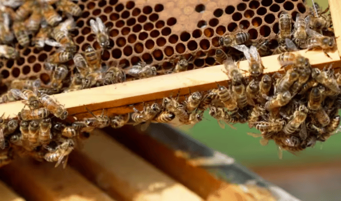 Oxford crea “superalimento” para salvar a las abejas de la extinción