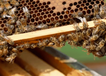 Oxford crea “superalimento” para salvar a las abejas de la extinción