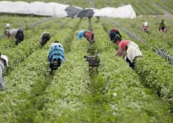 Ecuador lleva 25 años sin Censo Nacional Agropecuario