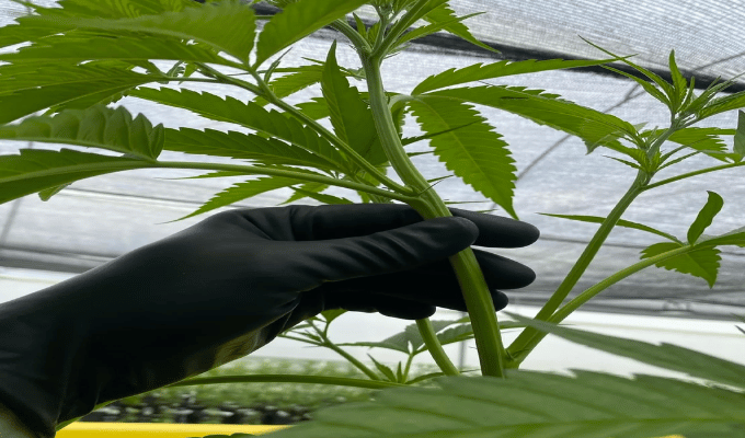 Proyecto de ley busca permitir cultivo de hasta 30 plantas de cannabis