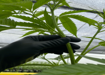 Proyecto de ley busca permitir cultivo de hasta 30 plantas de cannabis