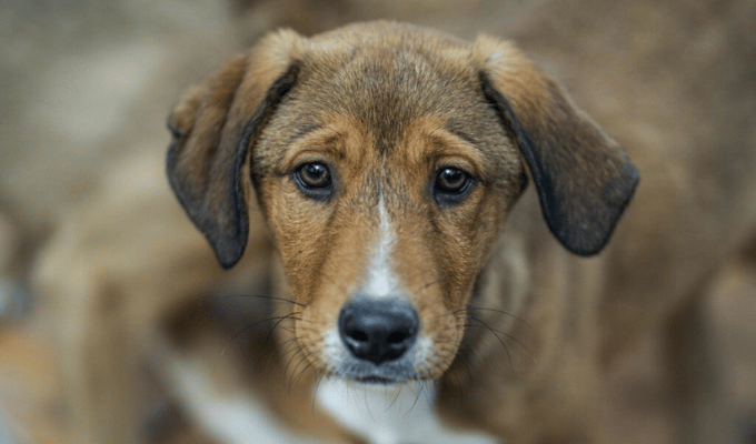 Horror en Guayaquil: perros vivían entre heces y un cadáver