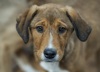 Horror en Guayaquil: perros vivían entre heces y un cadáver