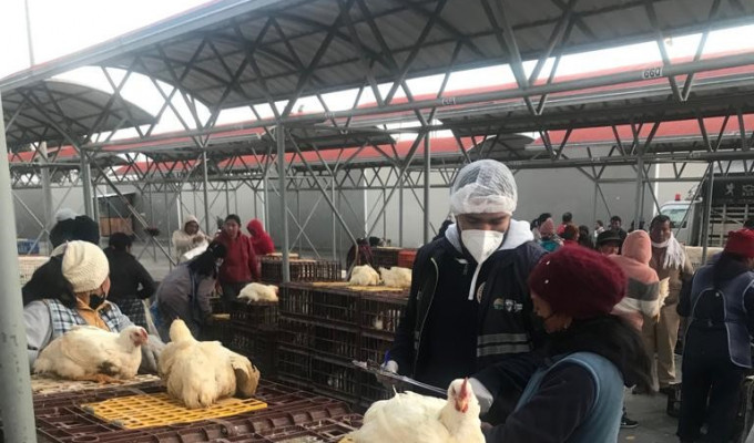 ¡Regresa la feria de animales al Mercado América en Ambato!
