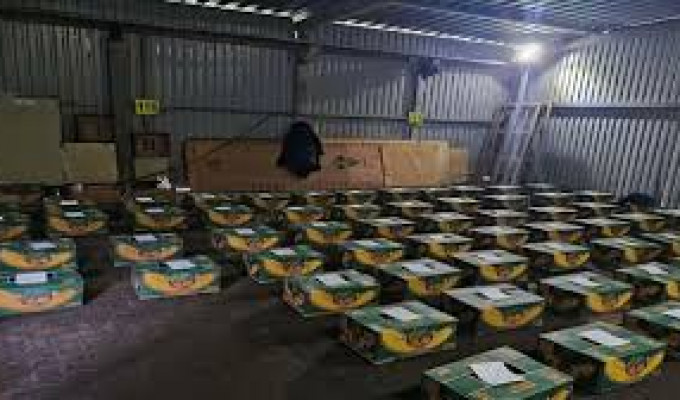 Rusia decomisó 1,5 toneladas de cocaína en barco bananero