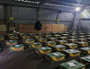 Rusia decomisó 1,5 toneladas de cocaína en barco bananero