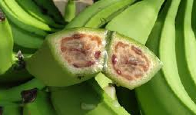 Ecuador confirma caso de Fusarium R4T en banano