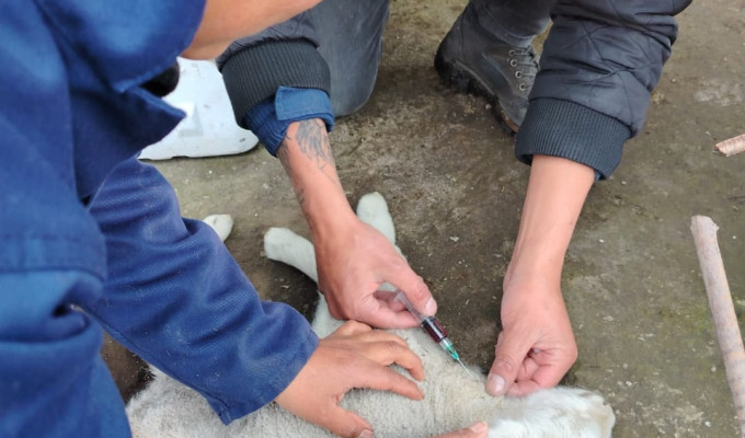 Tungurahua cuida la vida del páramo y rescata a un ovino en Pasa
