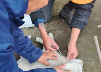 Tungurahua cuida la vida del páramo y rescata a un ovino en Pasa