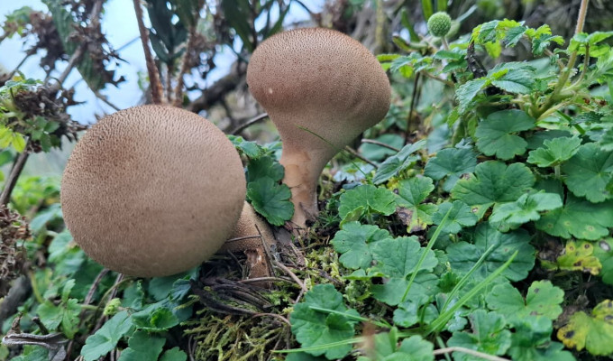 ¡Tungurahua sorprende! Hallaron tesoros vivos en páramos y valles