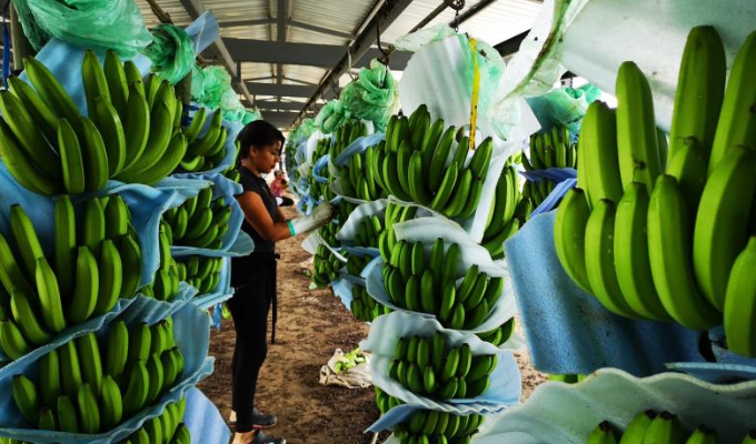 Exportadora Noboa: De USD 95,4 millones a USD 3,5 millones en 5 meses