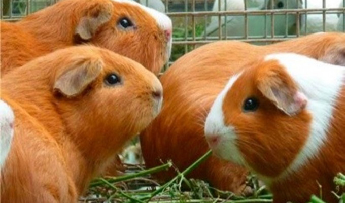 Feria del Cuy 2025: Tungurahua se alista para saborear su tradición