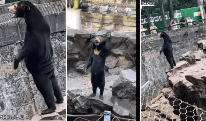 ¡Oso o humano? La polémica que sacude a un zoológico chino