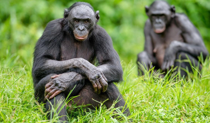 Simios Bisexuales Reflejos del Género Humano en la Naturaleza