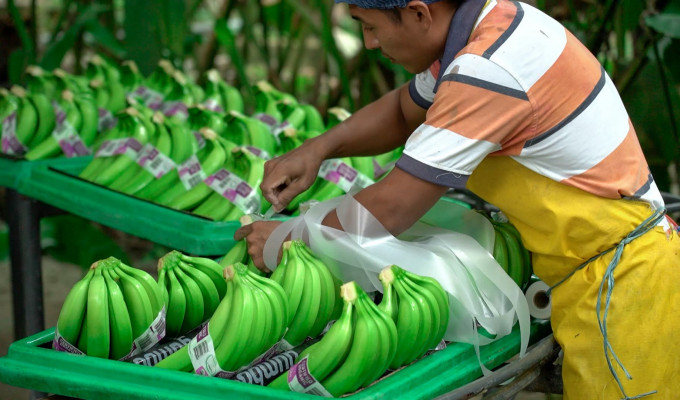 Ecuador, rey de los orgánicos en la UE: USD 621 millones exportados