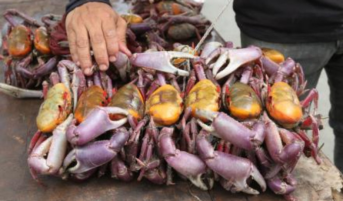 Ecuador frena exportación de cangrejos: alerta por agotamiento