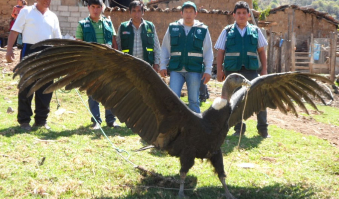¡Salvado por un hilo! Cóndor andino maltratado por alcalde en Perú