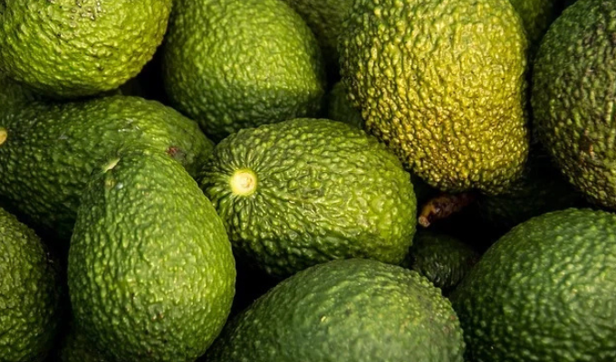 Aguacate hass orgánico de Ecuador llegó a Rusia por primera vez