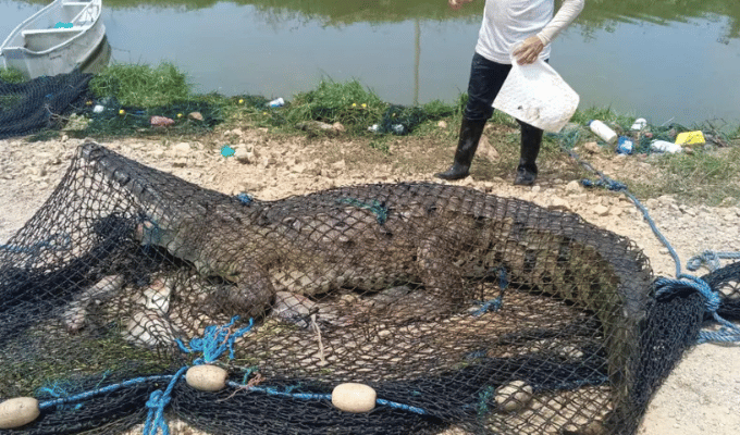 ¡Gigante en Durán! Rescatan cocodrilo de 3.8 m en camaronera