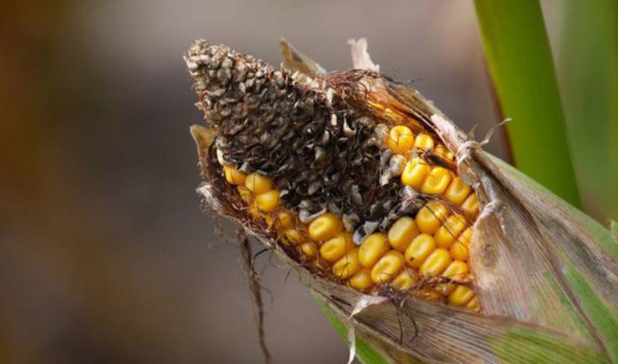 Producción de maíz en Manabí bajo asedio: Hongos y plagas