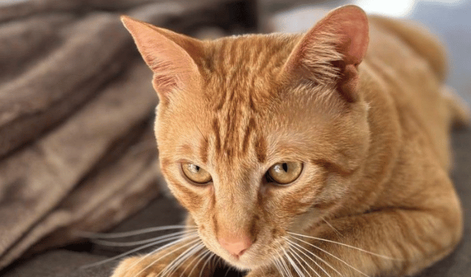 ¿Por qué casi todos los gatos naranjas son machos?