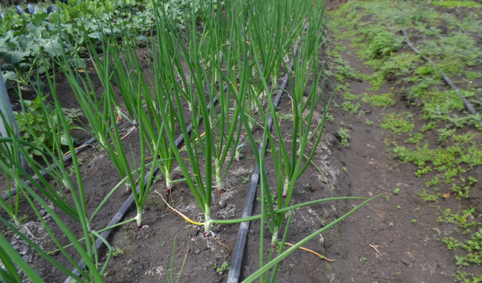 ¡Rumipata: invernaderos responden y aseguran cosecha para 44 familias!
