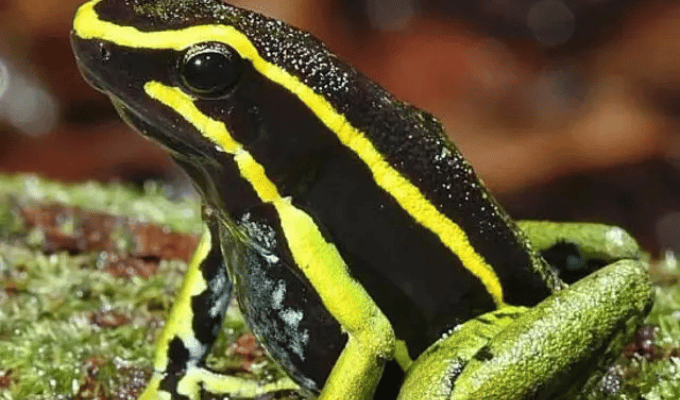 Serpientes, ranas y monarcas: la guerra química de la naturaleza