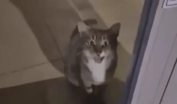 Gato activa alarma y moviliza a la policía en un banco de Turquía