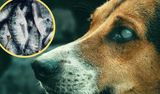 Piel de tilapia para devolver la vista a mascotas