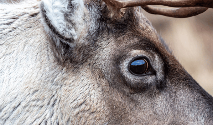 ¿Por qué los ojos de los renos se vuelven azules en invierno?