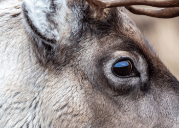 ¿Por qué los ojos de los renos se vuelven azules en invierno?